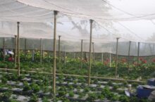 Kebun Strawberry Kusuma Agrowisata