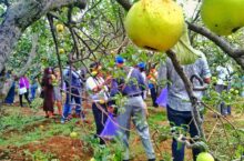 Wisata Petik Apel Agro Rakyat